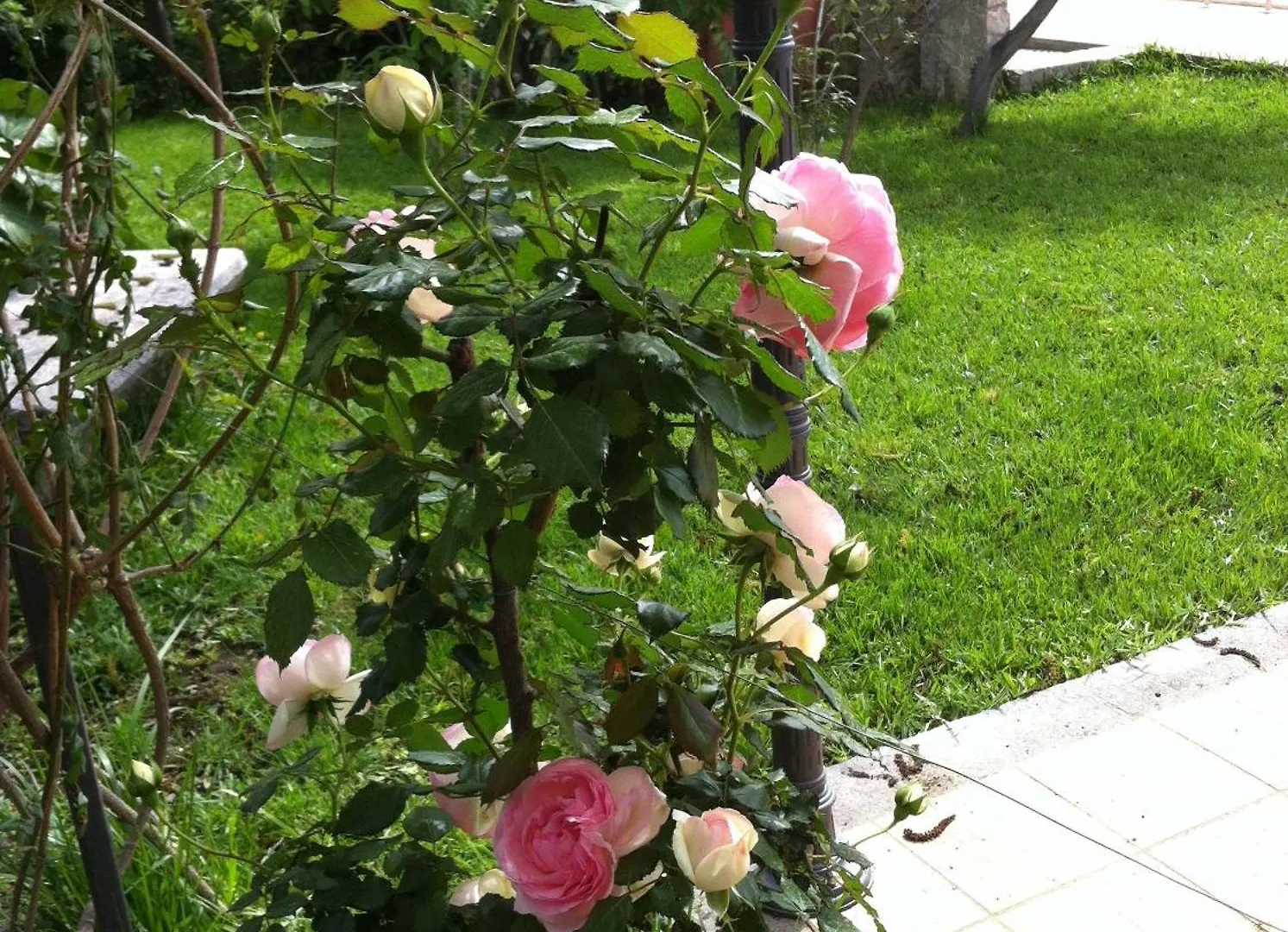 Il Giardino Segreto Bed & Breakfast Trappitello