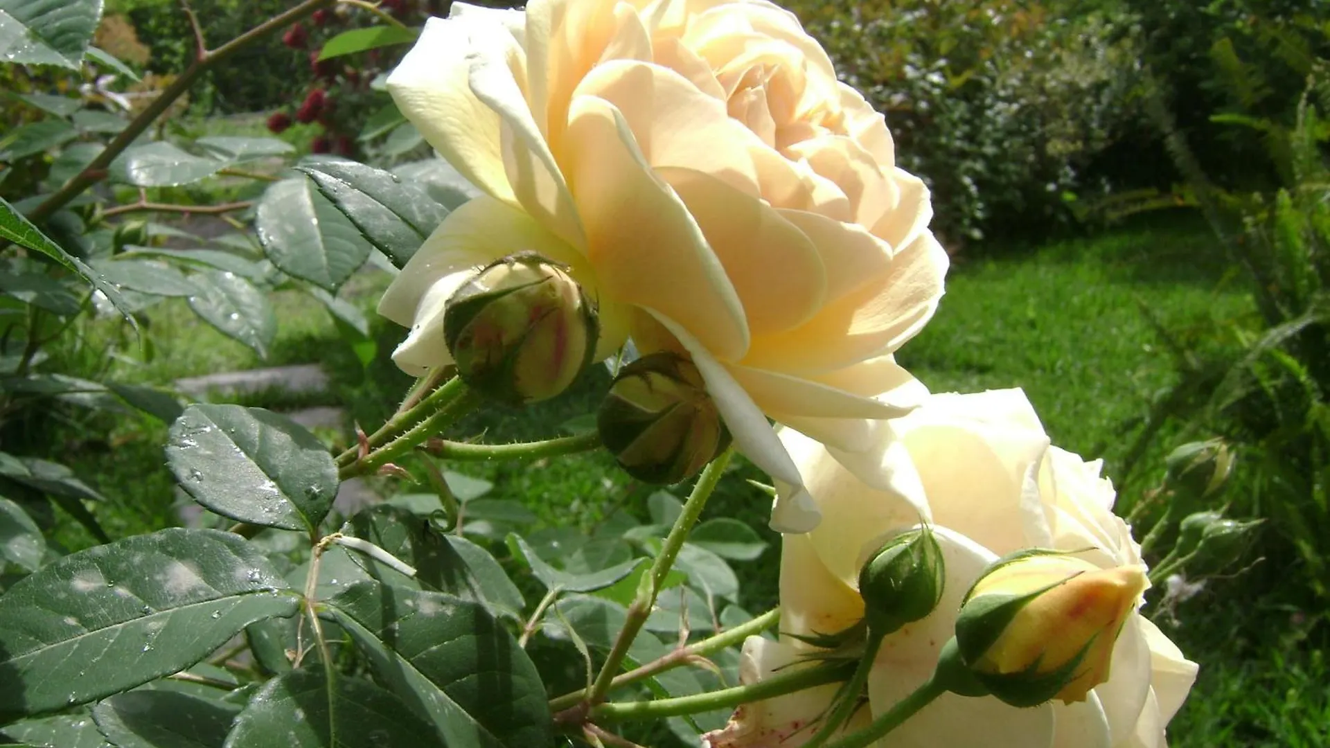 Il Giardino Segreto Bed & Breakfast Trappitello